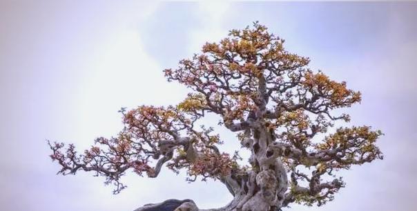 桩景有哪些？如何挑选和养护桩景植物？