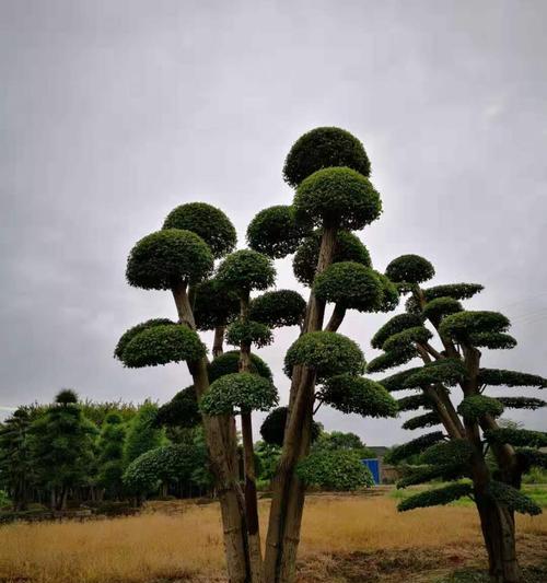 桩景有哪些？如何挑选和养护桩景植物？