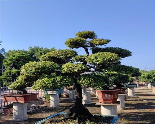 桩景有哪些？如何挑选和养护桩景植物？