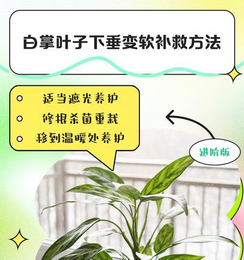 燕子掌叶子软化如何处理？