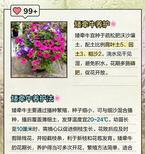 牵牛花播种的最佳时间和方法是什么？