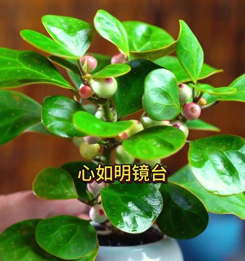 室内适合养哪些花卉？室内养花的好处和注意事项是什么？