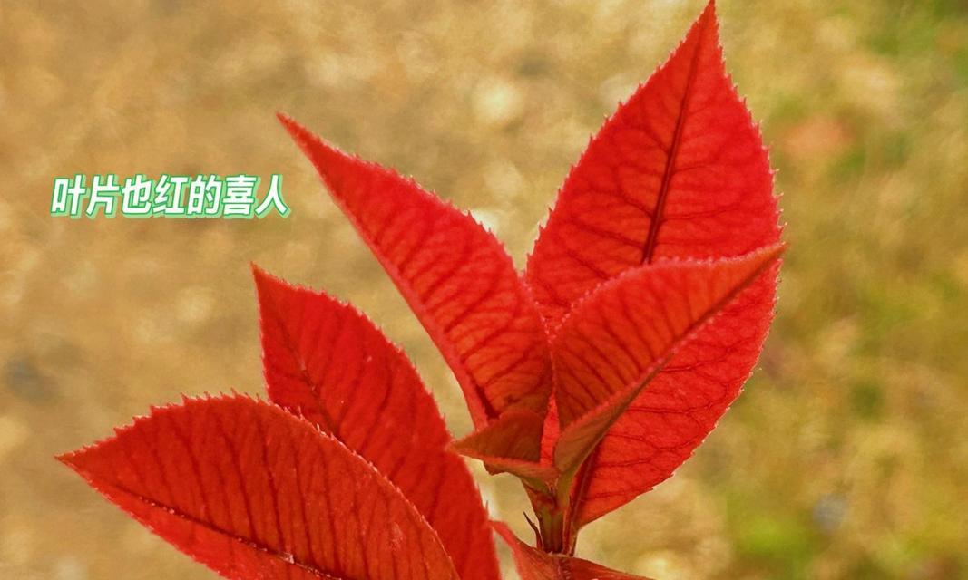 红叶是什么植物的特征？如何养护红叶植物？