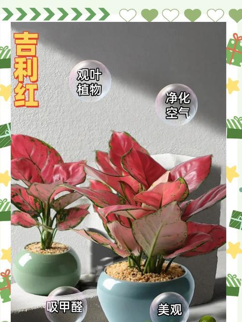 红叶是什么植物的特征？如何养护红叶植物？