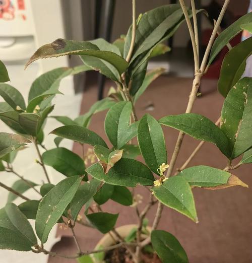 桂花冬天如何养护？桂花冬天的常见问题有哪些？