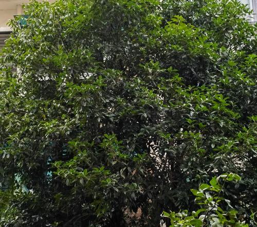 桂花冬天如何养护？桂花冬天的常见问题有哪些？