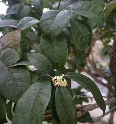 桂花冬天如何养护？桂花冬天的常见问题有哪些？