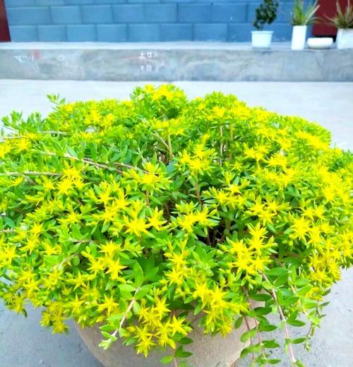 垂盆草种植需要注意什么？如何保证其成活率？