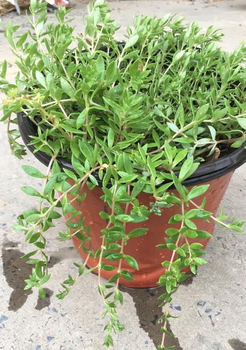 垂盆草种植需要注意什么？如何保证其成活率？