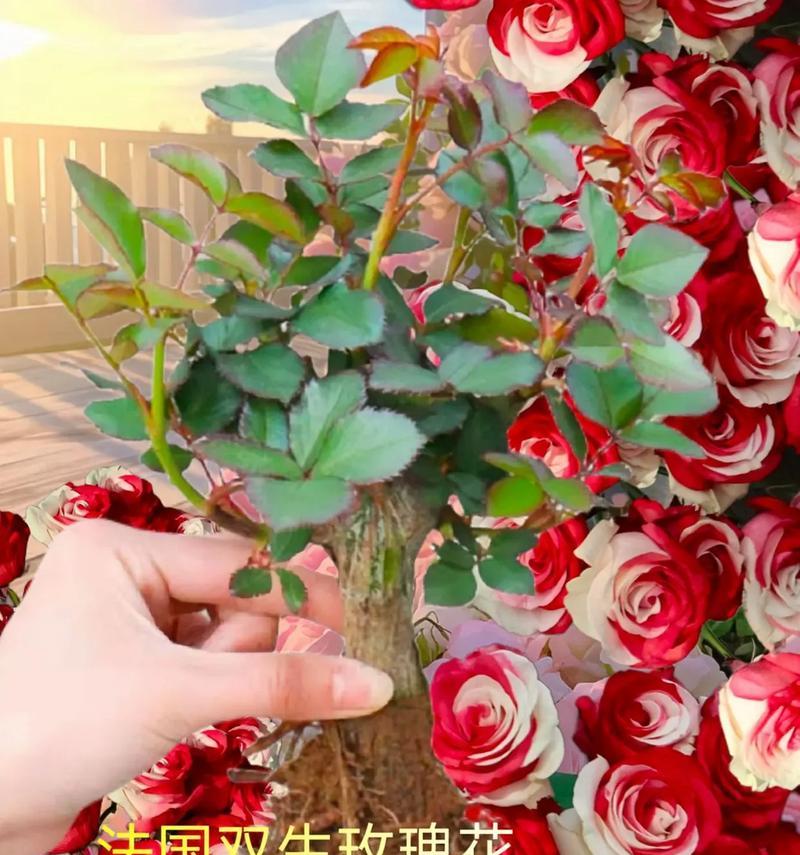 玫瑰花盆栽的养殖技巧是什么？如何让玫瑰花盆栽开得更美？