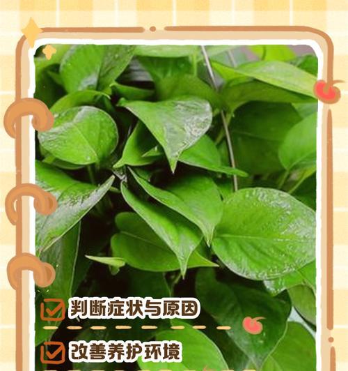 绿萝蔫了怎么办？如何恢复？