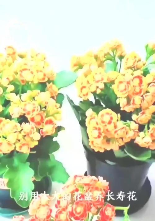 长寿花用什么盆？长寿花种植的推荐花盆类型是什么？