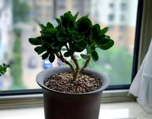 长寿花用什么盆？长寿花种植的推荐花盆类型是什么？