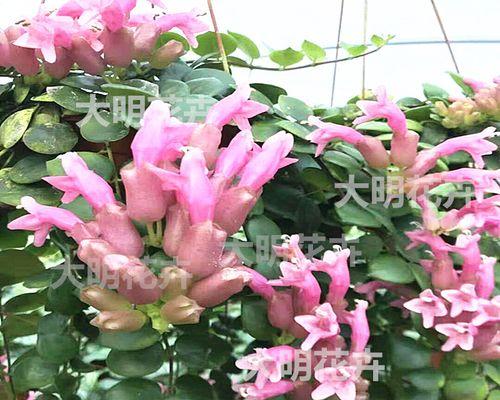 口红吊兰什么季节开花？如何促进口红吊兰的花期？