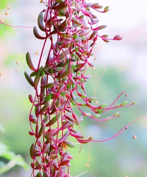 口红吊兰什么季节开花？如何促进口红吊兰的花期？