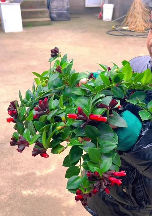 口红吊兰什么季节开花？如何促进口红吊兰的花期？