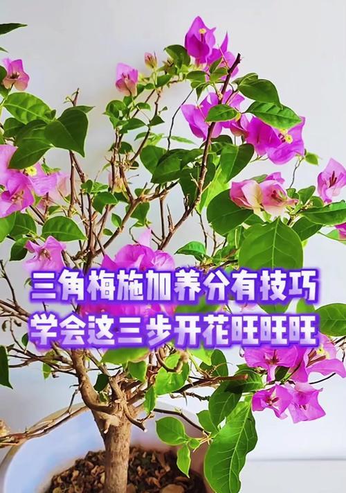 三角梅施肥的最佳时间是什么时候？