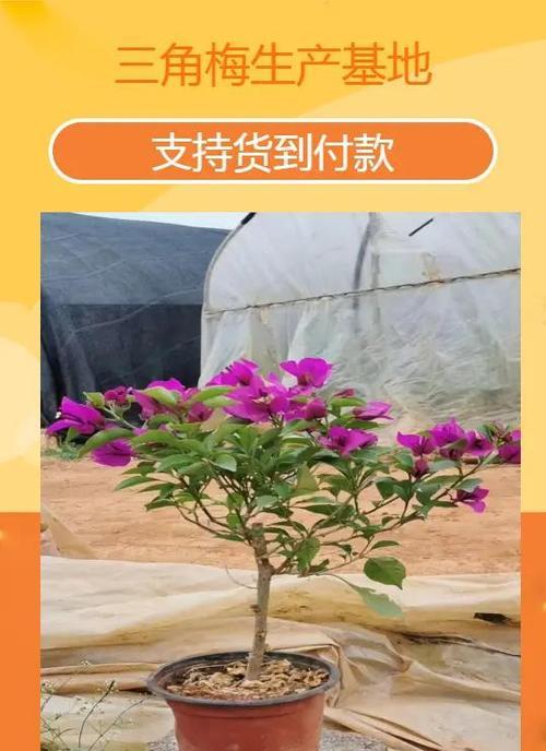 三角梅施肥的最佳时间是什么时候？