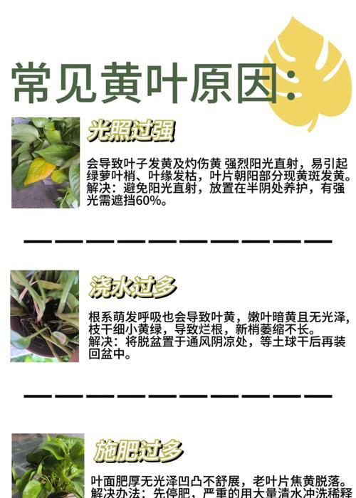 绿萝长虫后如何处理？