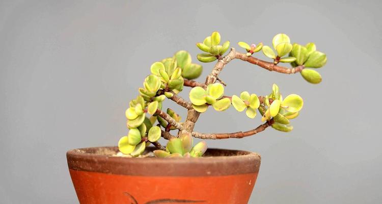 植物剪枝的最佳时机和技巧是什么？