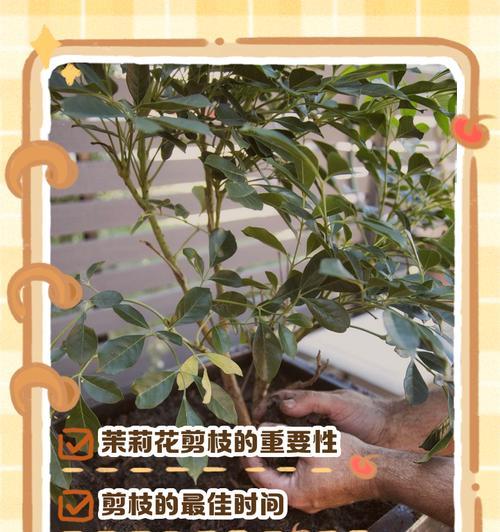 植物剪枝的最佳时机和技巧是什么？