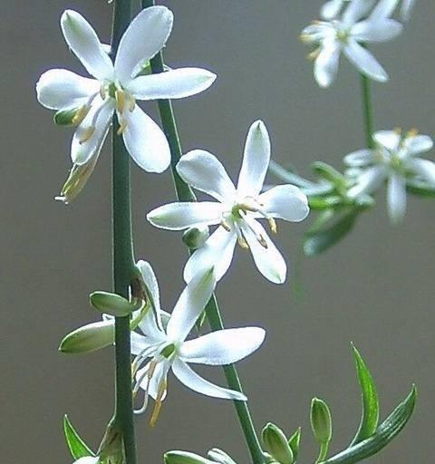 吊兰有哪些开花品种？它们的开花习性是什么？