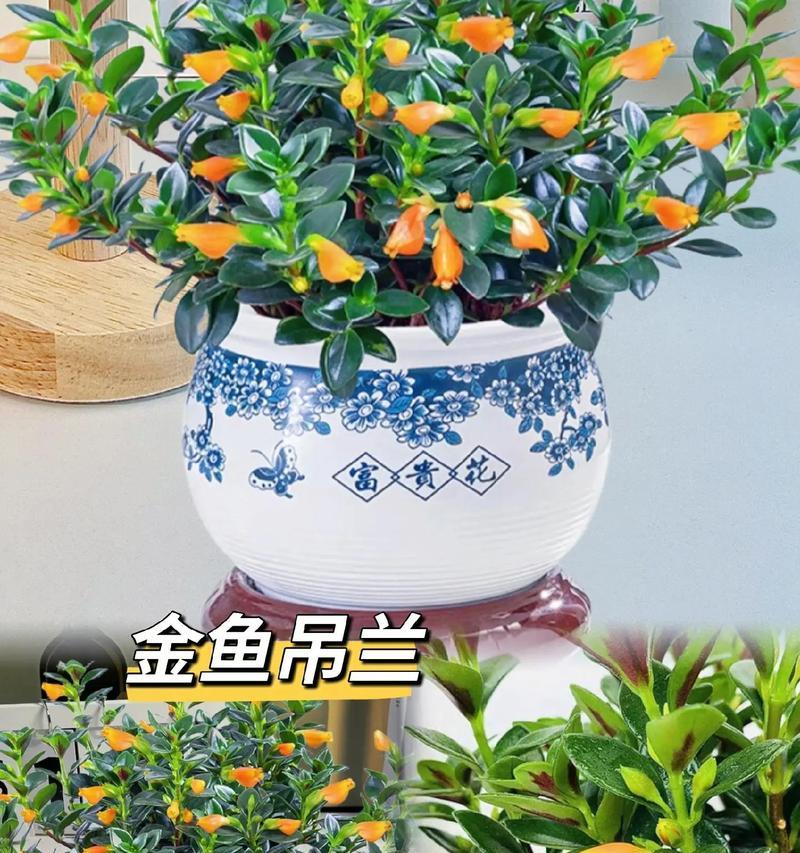 吊兰有哪些开花品种？它们的开花习性是什么？