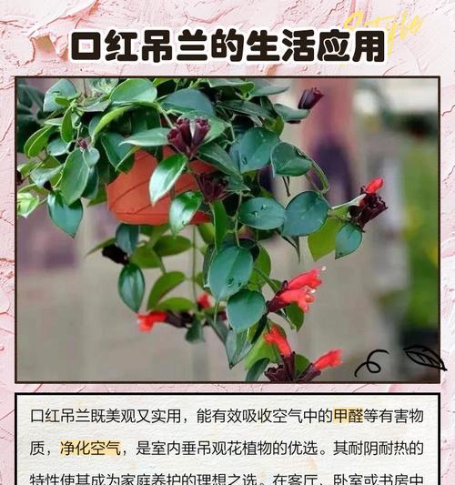 吊兰有哪些开花品种？它们的开花习性是什么？