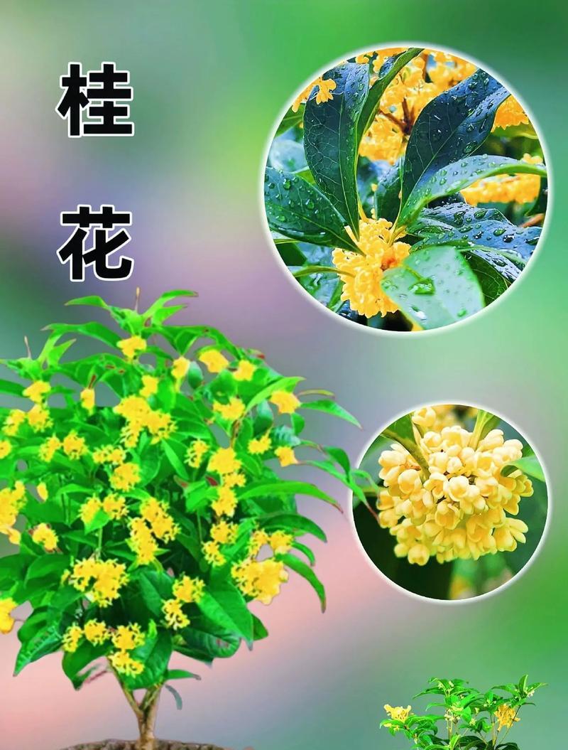 桂花的养殖技巧是什么？
