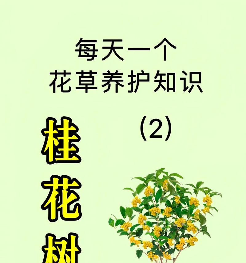 桂花的养殖技巧是什么？