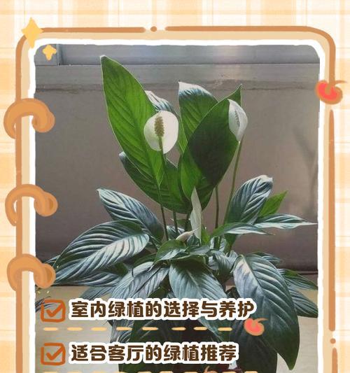 盆栽有哪些推荐品种？如何选择适合室内种植的盆栽？