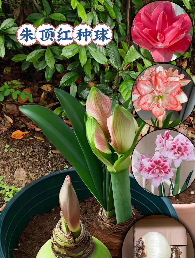 盆栽有哪些推荐品种？如何选择适合室内种植的盆栽？