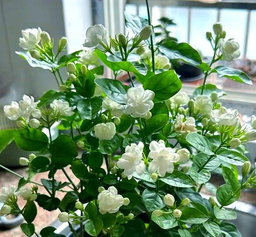 茉莉花怎么养才能花开不断？