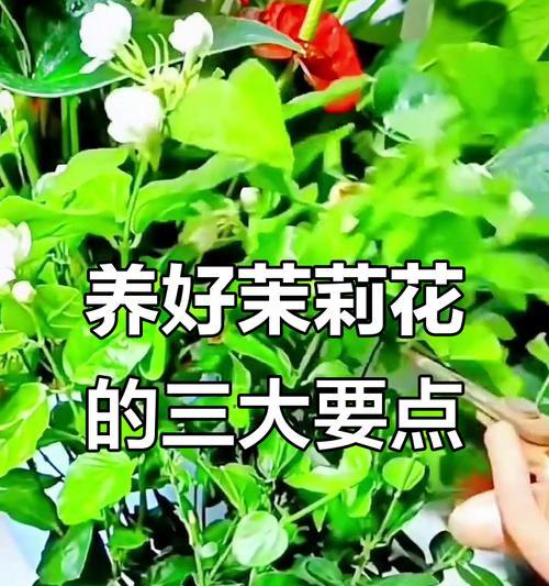 茉莉花怎么养才能花开不断？