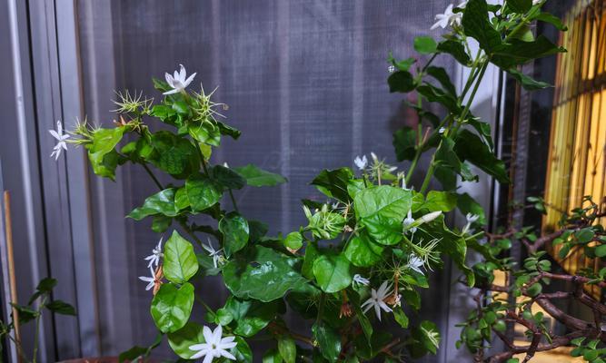 茉莉花怎么养才能花开不断？
