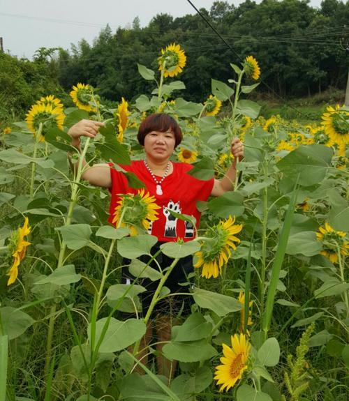 青美人养护需要注意什么？如何让青美人更健康？