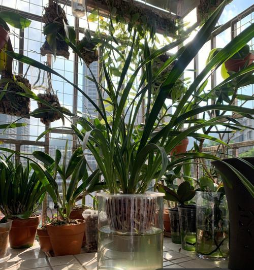 水培兰花的养殖技巧有哪些？怎样才能让水培兰花生长旺盛？