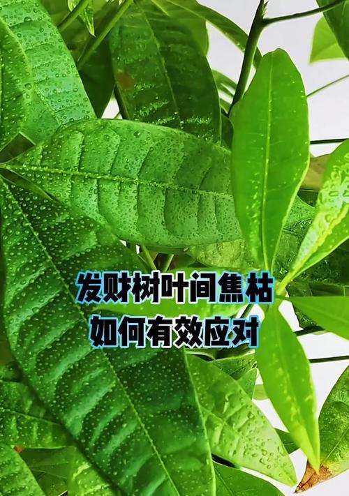 发财树叶子生根需要哪些条件？如何促进生根？