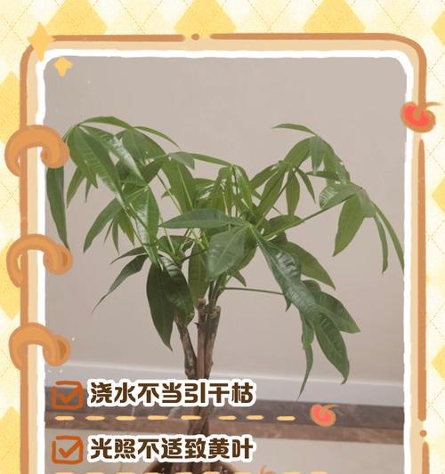 发财树叶子生根需要哪些条件？如何促进生根？