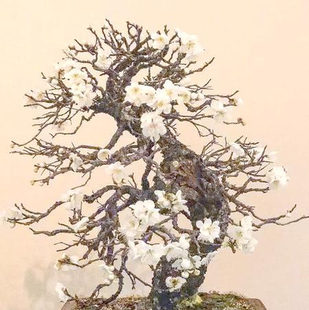 梅花盆景品种有哪些？如何打造美丽的梅花盆景？