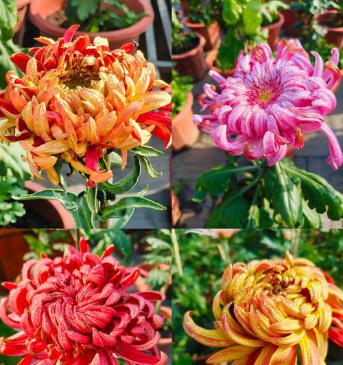菊花代表什么花语？菊花的象征意义是什么？