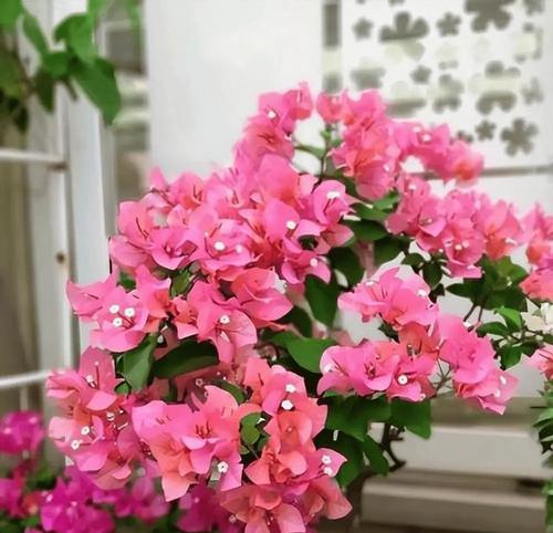 广西地区适宜种植的花卉有哪些？如何根据气候选择花卉？