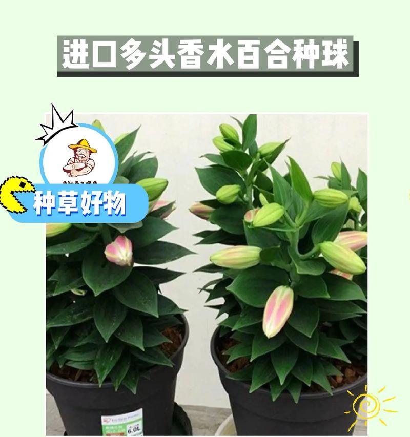 百合种子的识别方法：它们长什么样？