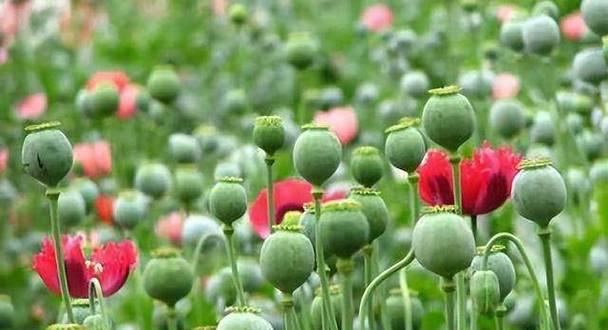 罂粟有哪些品种？罂粟品种的特性和种植注意事项是什么？