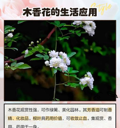 露草移植的最佳时机和方法是什么？