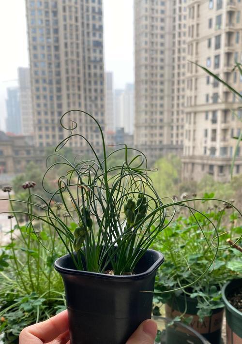 高层养花有哪些技巧？适合种植哪些植物？