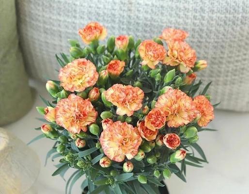 康乃馨盆栽的养护技巧有哪些？