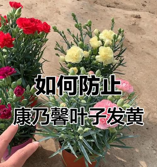 康乃馨盆栽的养护技巧有哪些？
