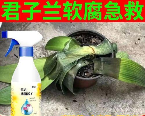 君子兰叶子有黄斑怎么办？可能的原因和解决方法是什么？
