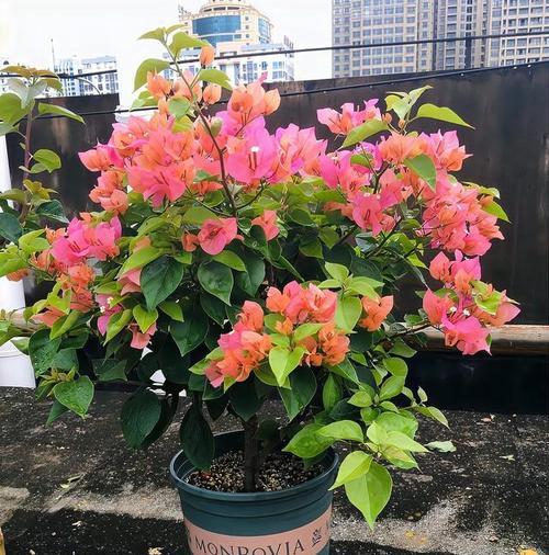 斗南三角梅有哪些新品种？特点是什么？
